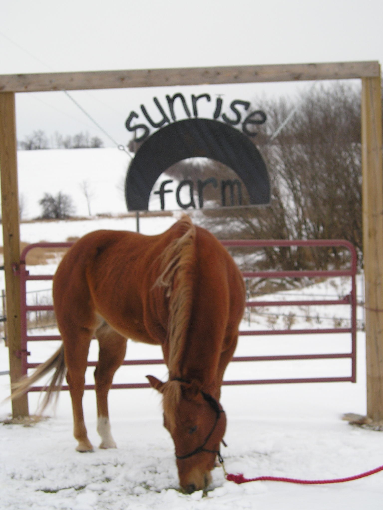 sunrise-horse-farm